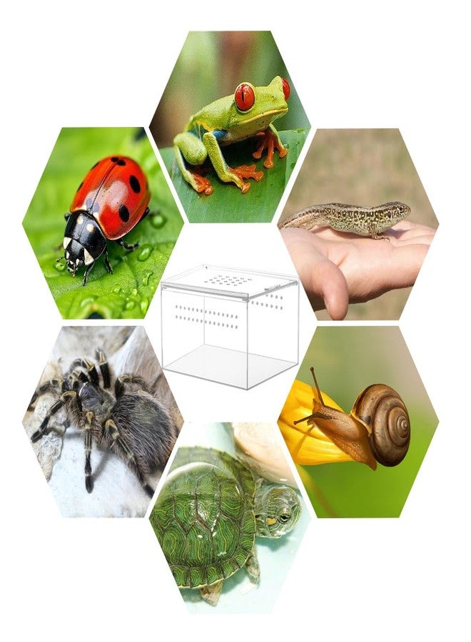NANEEZOO Acrylic Reptile Breeding Box, 5x4x3 Inch Nano Flat/Long Enclosure Transparent Reptile Breeding Box Terrarium Cage Tank for Tarantula Scorpion Sling Isopods Invertebrates Insect Mantis - Image 4
